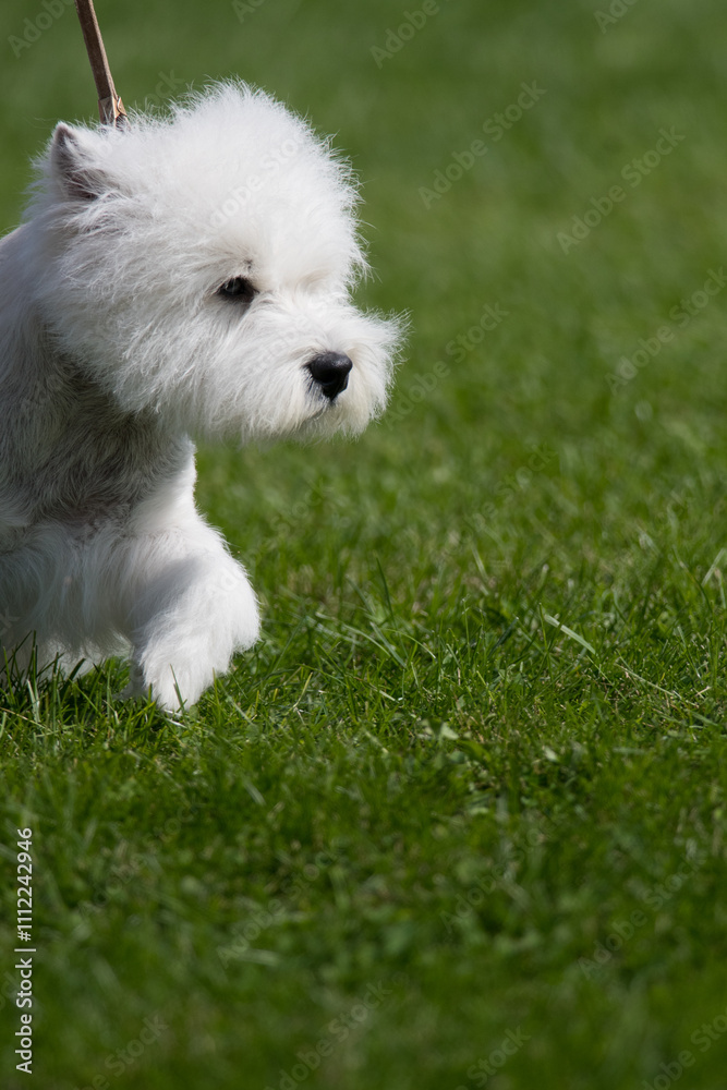 West Highland White Terrier walking on grass at a dog show in New York West Highland White Terrier walking on grass at a dog show in New York