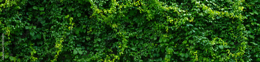 Natural green ivy background texture growing on the fence wall. Natural green ivy background texture growing on the fence wall.