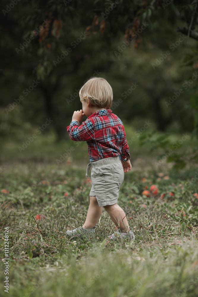 Little boy playing in pearches tree orchard. Kids pick fruit in a basket. Baby eating healthy fruits at fall harvest. Outdoor fun for children. Kid with a basket. Little boy playing in pearches tree orchard. Kids pick fruit in a basket. Baby eating healthy fruits at fall harvest. Outdoor fun for children. Kid with a basket.