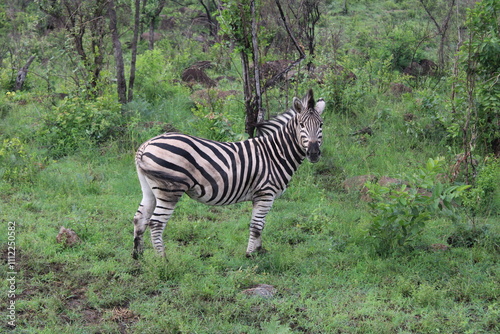 zebra in the wild photo