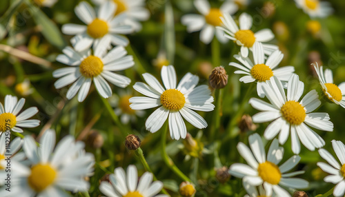 Close up of camomile meadow fragment isolated highlighted by white, png