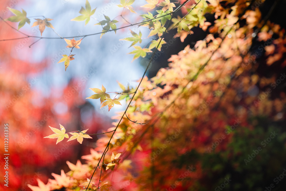 Obraz premium 京都の常称寺の紅葉