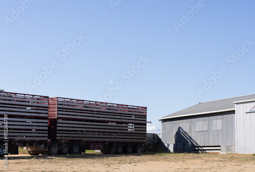 lambs loading on a stock crate to go to market with shearing shed photo