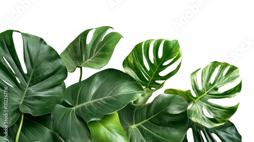 Fototapeta Naklejka Na Ścianę i Meble -  Large green palm leaf transparent background