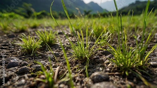 green grass and blue sky