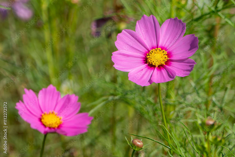 Fototapeta premium 晴れた日の美しいピンクのコスモス
