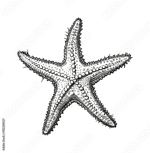 star fish engraving black and white outline