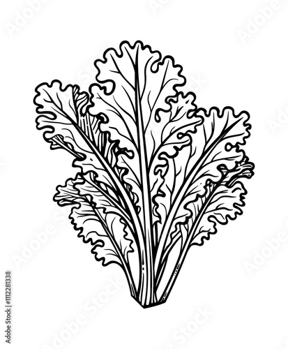 kale engraving black and white outline