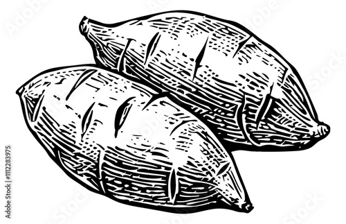 sweet potato engraving black and white outline
