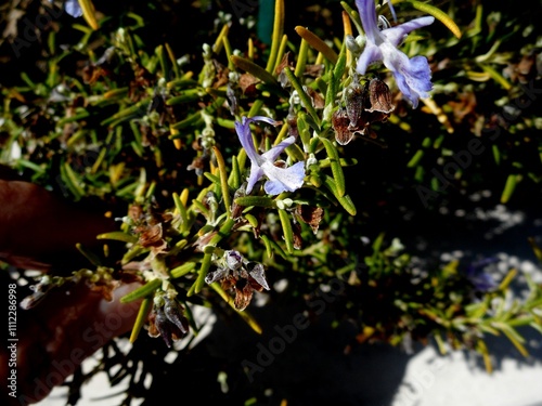 planta flor alecrim - Salvia Rosmarinus    