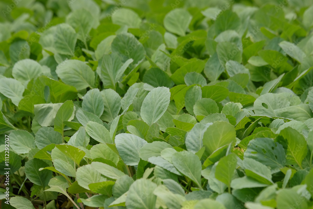 Shape, pattern and texture of a collection of cabbage seed leaves.Natural pattern and texture background for graphic design. Agricultural industry concept Shape, pattern and texture of a collection of cabbage seed leaves.Natural pattern and texture background for graphic design. Agricultural industry concept