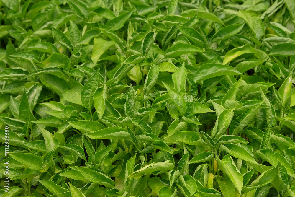 The shape, pattern and texture of a collection of green chili leaf seeds...Agriculture industry concept. Natural green texture background The shape, pattern and texture of a collection of green chili leaf seeds...Agriculture industry concept. Natural green texture background