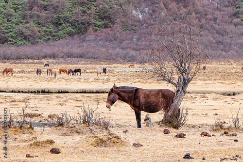 Horses, donkeys, yaks at Luorong Pasture, Tibetan holy snow mountains of Yading Nature Reserve, Sichuan, China  photo