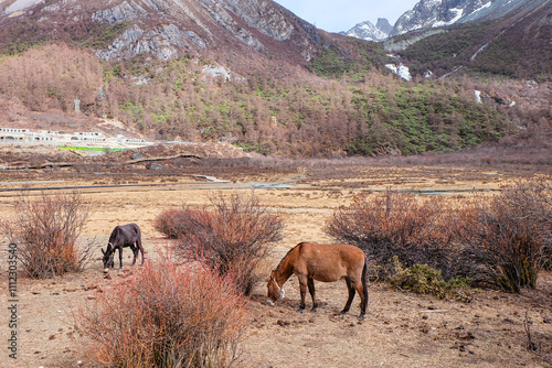 Horses, donkeys, yaks at Luorong Pasture, Tibetan holy snow mountains of Yading Nature Reserve, Sichuan, China  photo