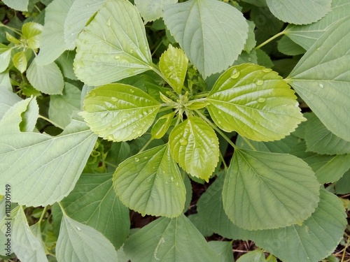 Anting-anting (Acalypha indica. L) is one of the herbal plants in Indonesia which is a plant that has a function in medicine. The leaves are green, thin and have an attractive shape. photo