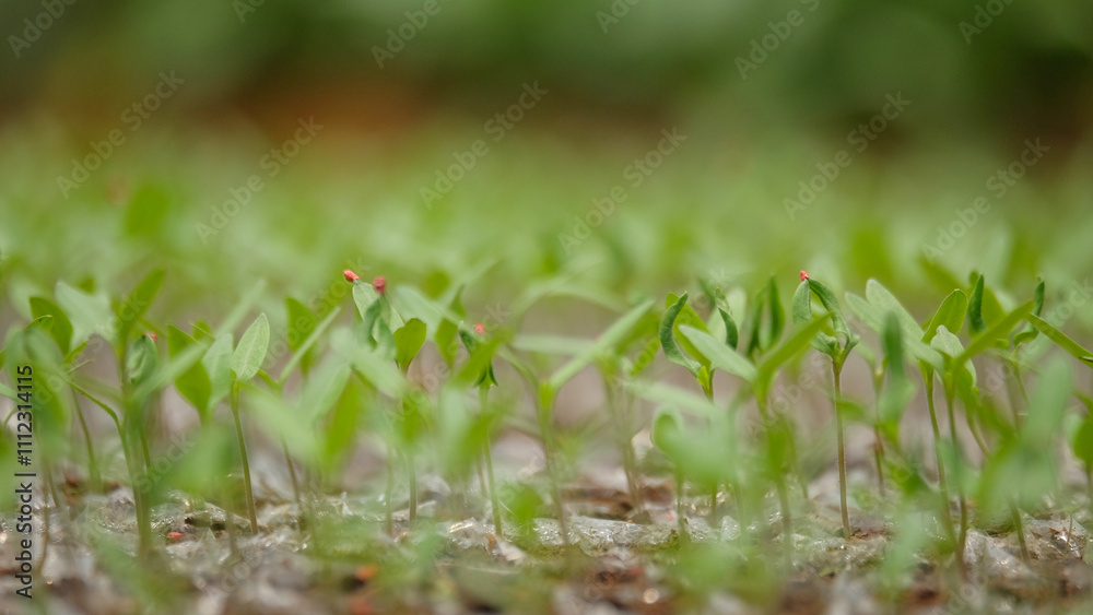 Close up of chili seeds still visible seed shell. Agricultural industry concept. Natural green pattern and texture background for graphic design Close up of chili seeds still visible seed shell. Agricultural industry concept. Natural green pattern and texture background for graphic design