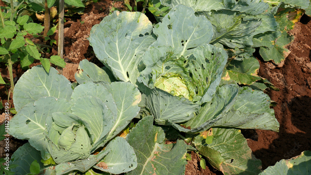 Green cabbage plant with wide, holey leaves growing lushly in moist garden soil, with some small weeds around it.