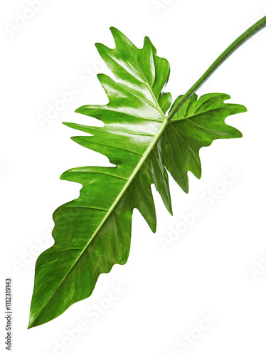 Exotic Hybrid Philodendron leaf, Green leaves of Philodendron isolated on white background, with clipping path photo