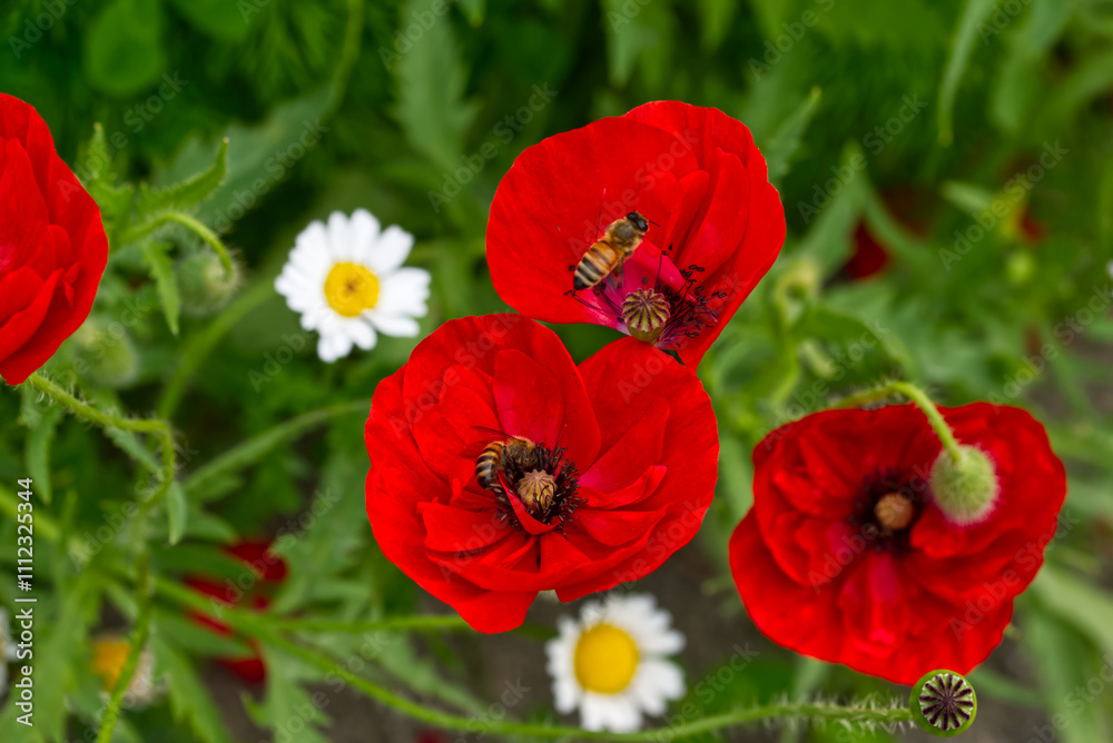 Obraz premium ミツバチとポピー