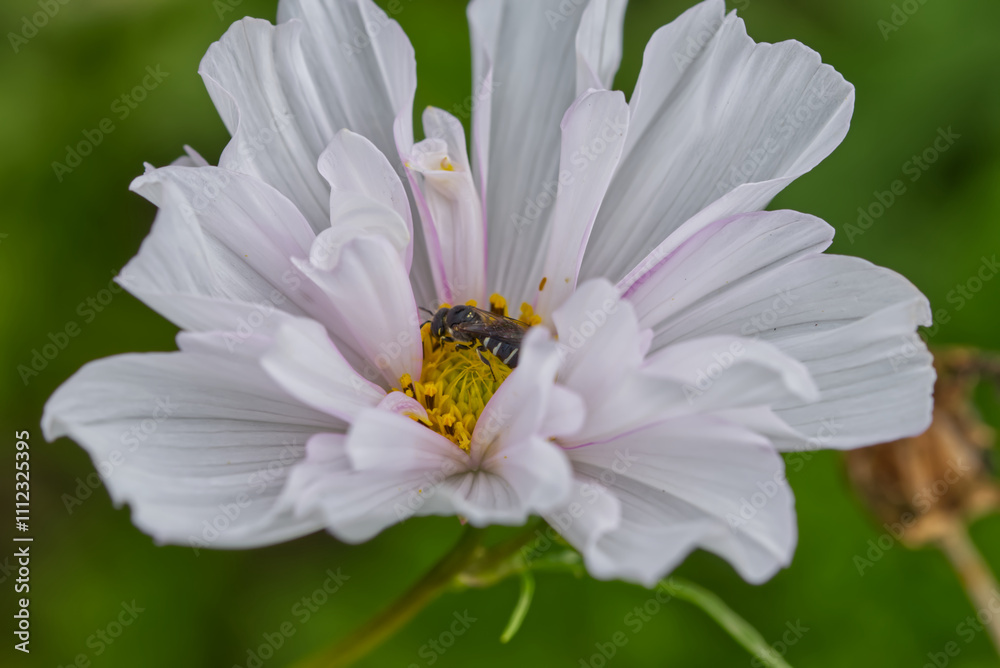 Obraz premium 蜜を運ぶみつばち