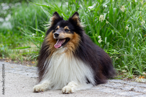 sheltie