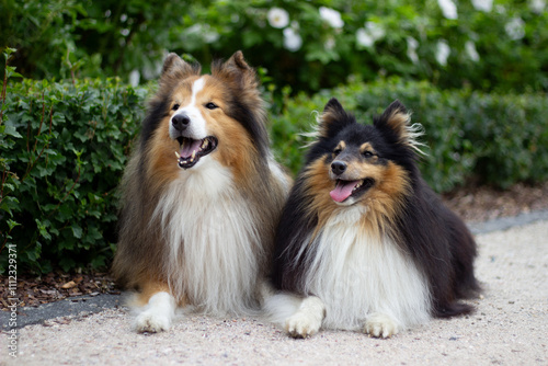 two sheltie