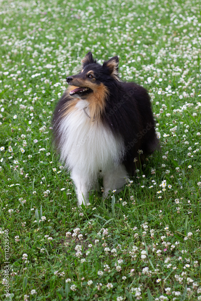 sheltie sheltie