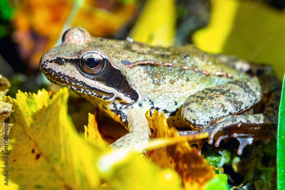 Obraz premium Frog rana arvalis close-up in the autumn forest