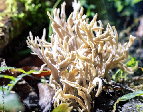 Ramaria flava mushroom close up view photo