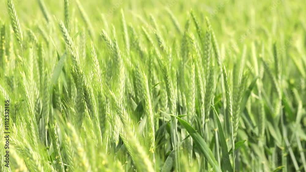 Shoots of young green wheat shakes wind in field, opposite sky. Growing environmentally friendly grain. Close-up. Growing wheat harvest in field, growing grain crops. Rye seedlings in the spring.
