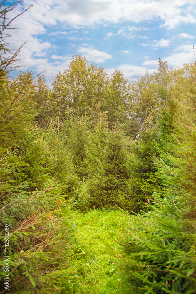 A small clearing with thickets of fir trees in a summer forest. A cozy place in the park among the trees. A small clearing with thickets of fir trees in a summer forest. A cozy place in the park among the trees.