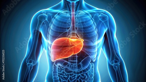 Close-up of a medical  showing fatty liver disease, liver, health, medical, disease,close-up,treatment, diagnosis