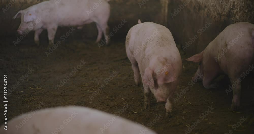 Sounder of Pigs on Rural Farm for Pork Farming Sounder of Pigs on Rural Farm for Pork Farming