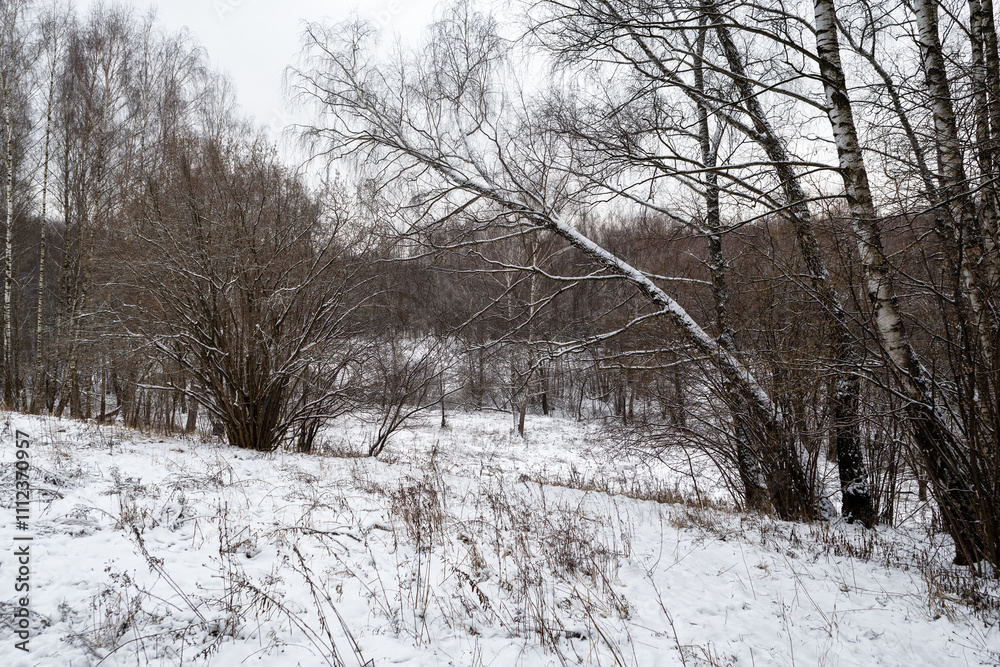 Obraz premium river in winter forest
