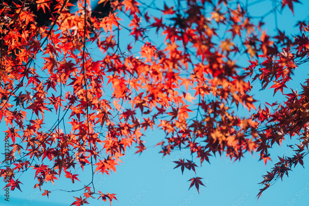 石山寺の紅葉 石山寺の紅葉