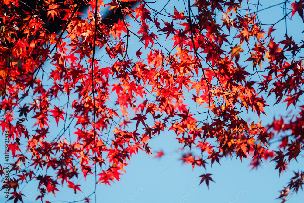 石山寺の紅葉 石山寺の紅葉