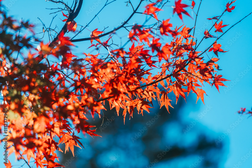 石山寺の紅葉 石山寺の紅葉