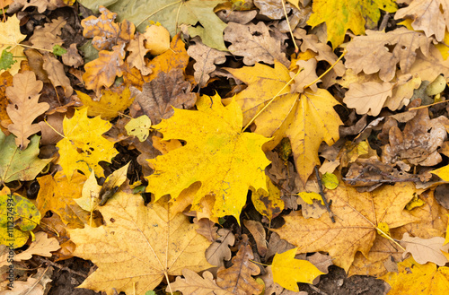 Vibrant yellow, brown, and orange leaves blanket the forest floor, signifying the change of seasons during a crisp autumn day.