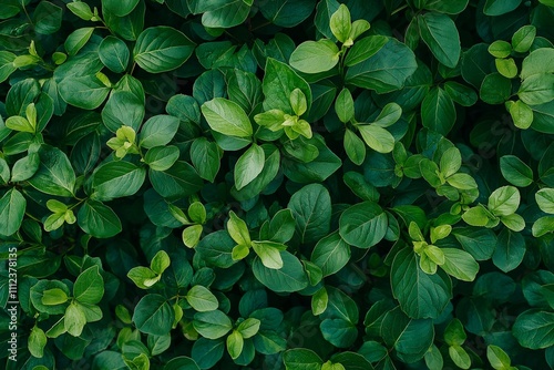 An aesthetically pleasing arrangement of various lush green leaves, creating a natural tapestry.