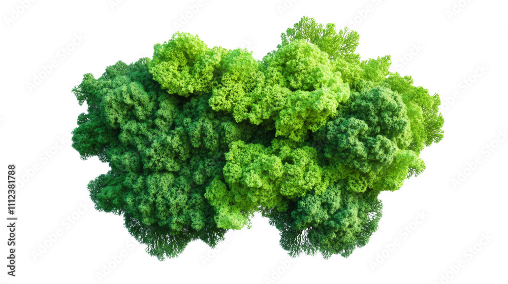 Tree canopy transparent background Tree canopy transparent background