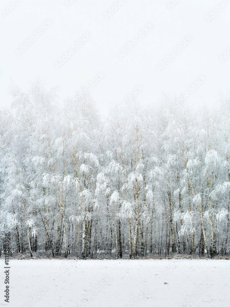 Naklejka premium snow covered trees in winter