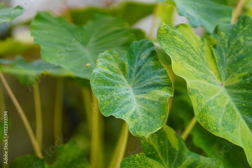 Colocasia esculenta, Lemon Lime Gecko or Colocasia or bicolor Colocasia photo