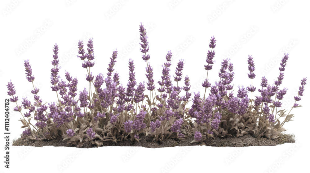 Naklejka premium Lavender transparent background