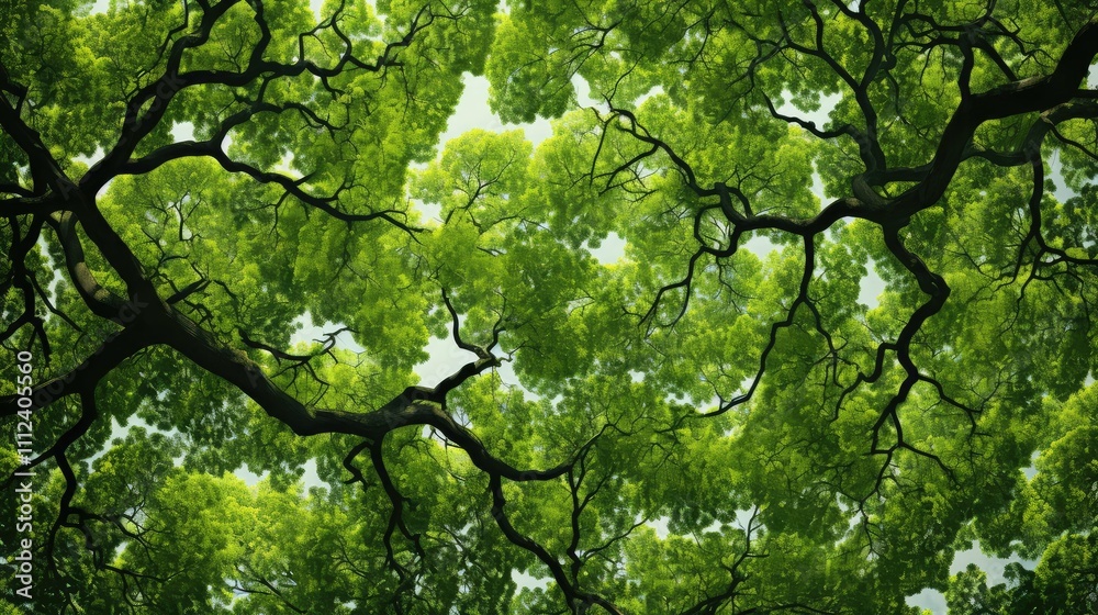 Fototapeta premium greenery trees canopy