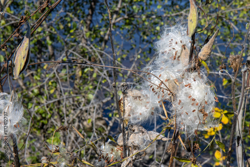 Open milkweed pods with seeds, daytime, sunny, nobody