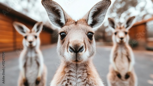 Three kangaroos in close-up group portrait, center roo looking directly at camera. Candid wildlife shot showing social behavior of Australian marsupials. 8k photo