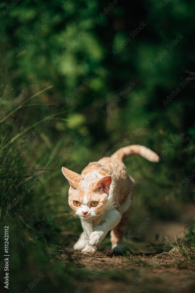 Fotografie Curious Funny Cute Beautiful Playful Devon Rex Cat Walking