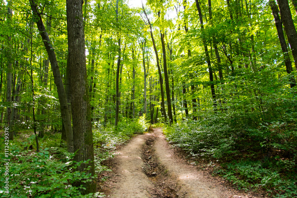 Fototapeta premium Forest path to the castle of Gymes