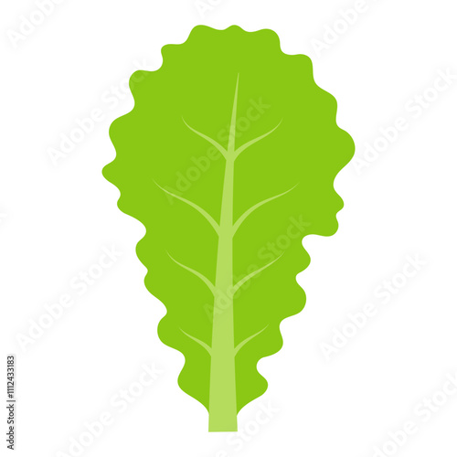 green lettuce leaf isolated