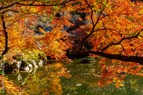 Daigo-ji Sambo-in Teien garden in autumn, Kyoto, Japan photo